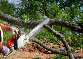 Trusted Windsor, MO Tree Care Experts
